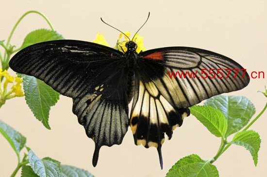 英国发现罕见“阴阳蝶”左雄右雌体色诡异（图）